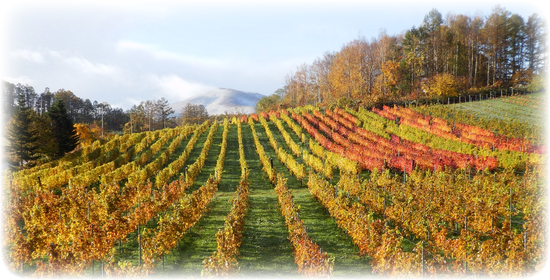 晩秋のVineyard